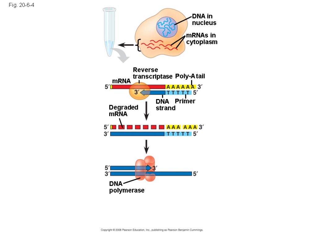 Fig. 20-6-4 DNA in nucleus mRNAs in cytoplasm Reverse transcriptase Poly-A tail DNA strand